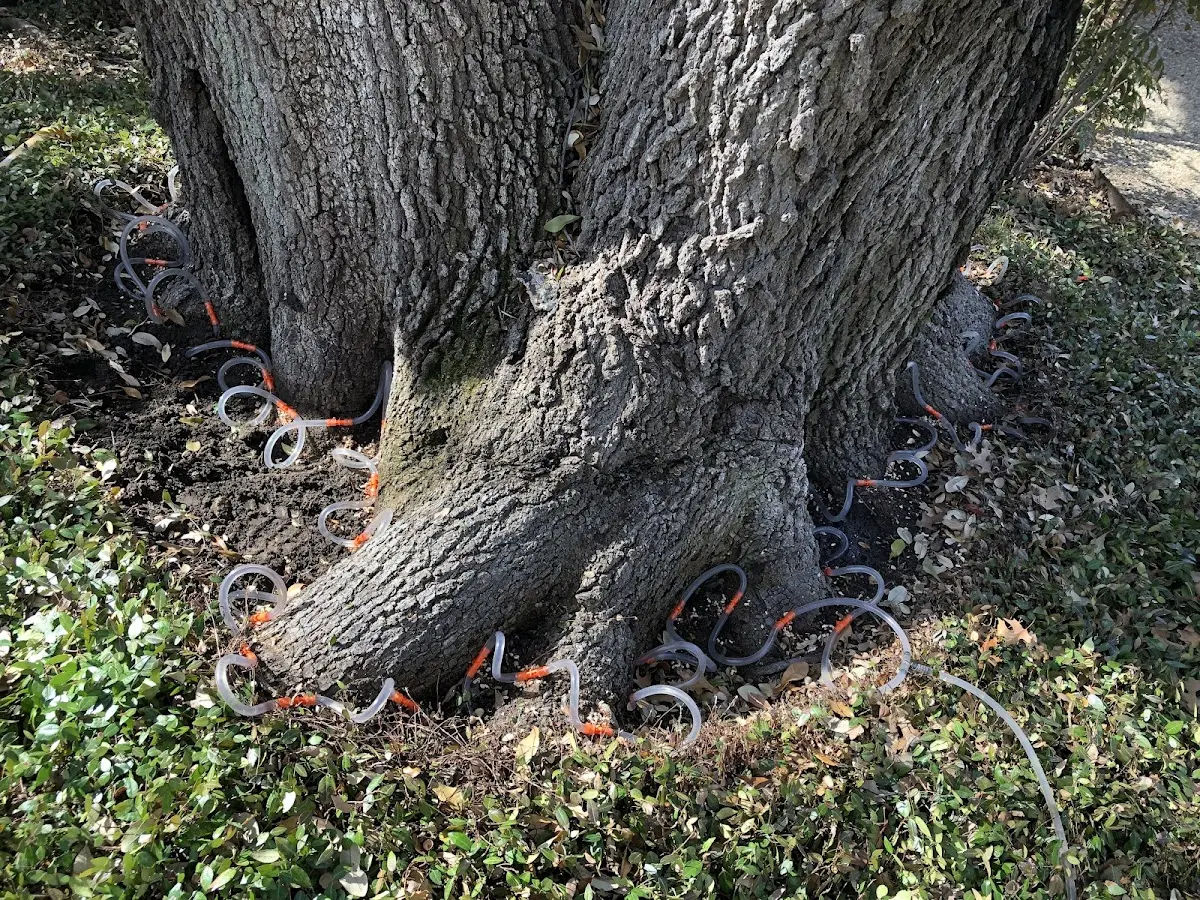 Detailed Shrub and Hedge Trimming job site in Macdona