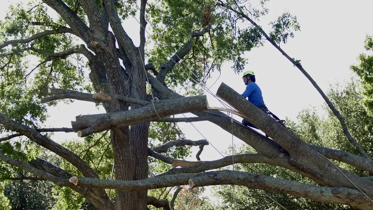 Professional Hazardous Tree Removal performed by certified arborists in Macdona