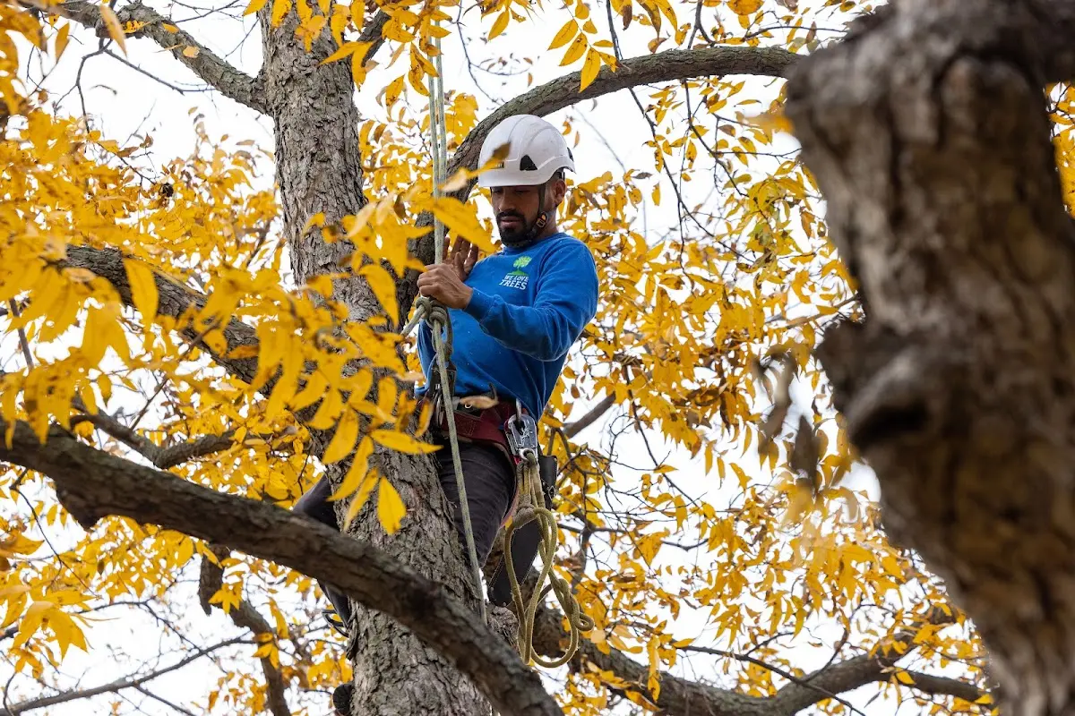 Skilled Storm Damage Cleanup crew working in Macdona