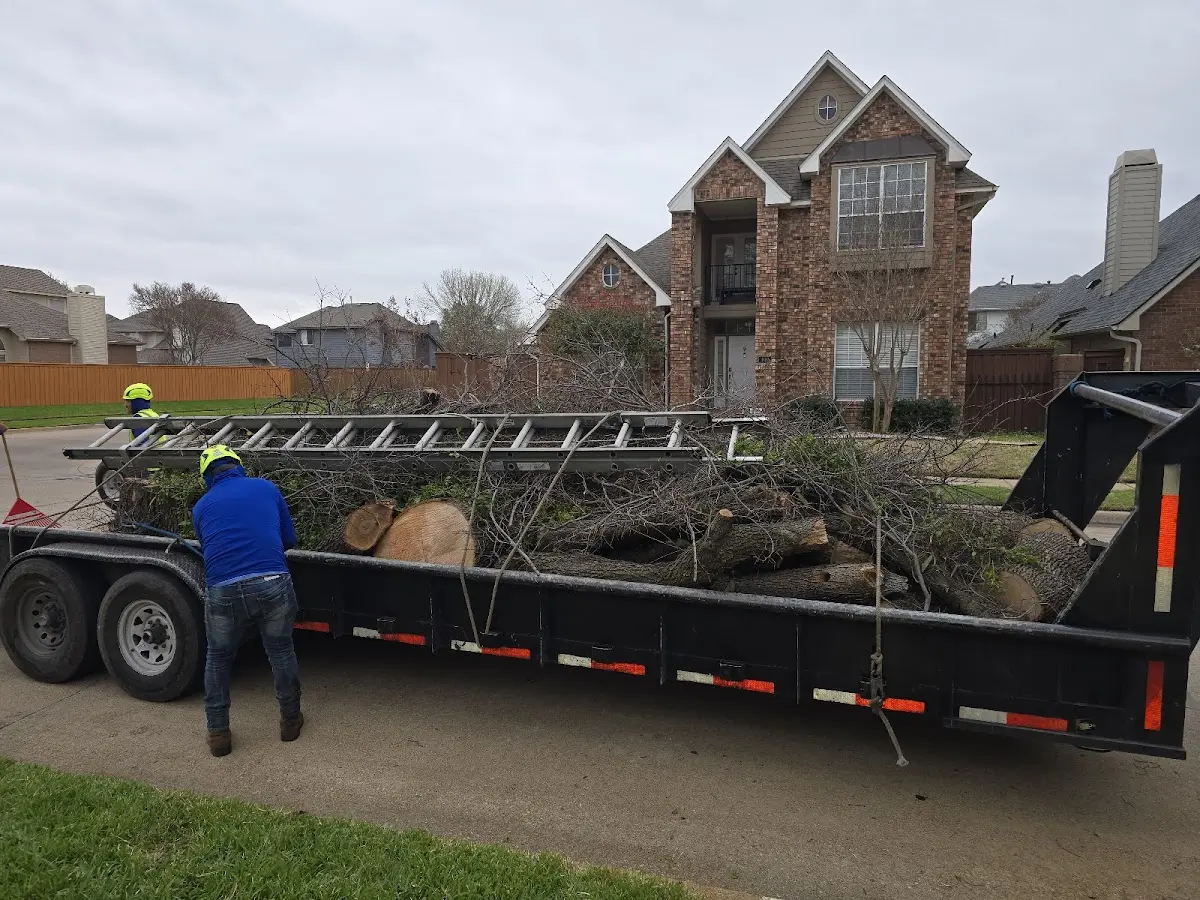 Expert Tree Removal with proper safety equipment in Macdona